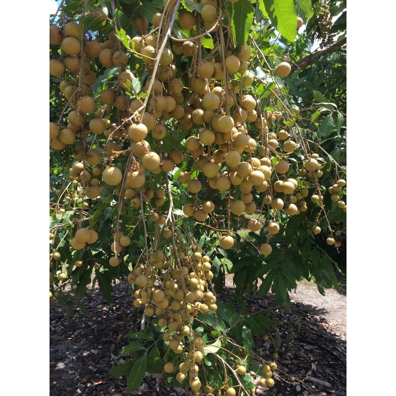 New and Healthy Longan Dimocarpus - Dragon Eye - Diamond