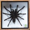 Real Giant Bird Eating Eurypeima Spincrus Tarantula Spider Animals Taxidermy