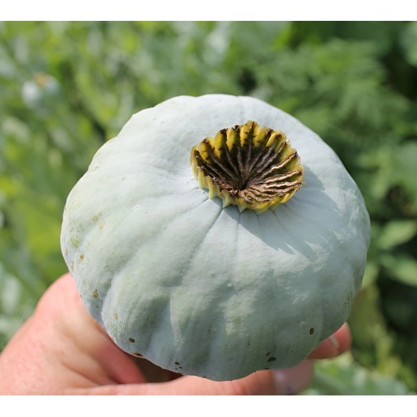 1000 Qis Bowling Ball Poppy Seeds - P. Somniferum -