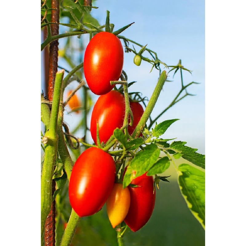 Tomato Santa Victoria F1-6X Vegetable/Fruit Seeds - Exceptional Flavour -
