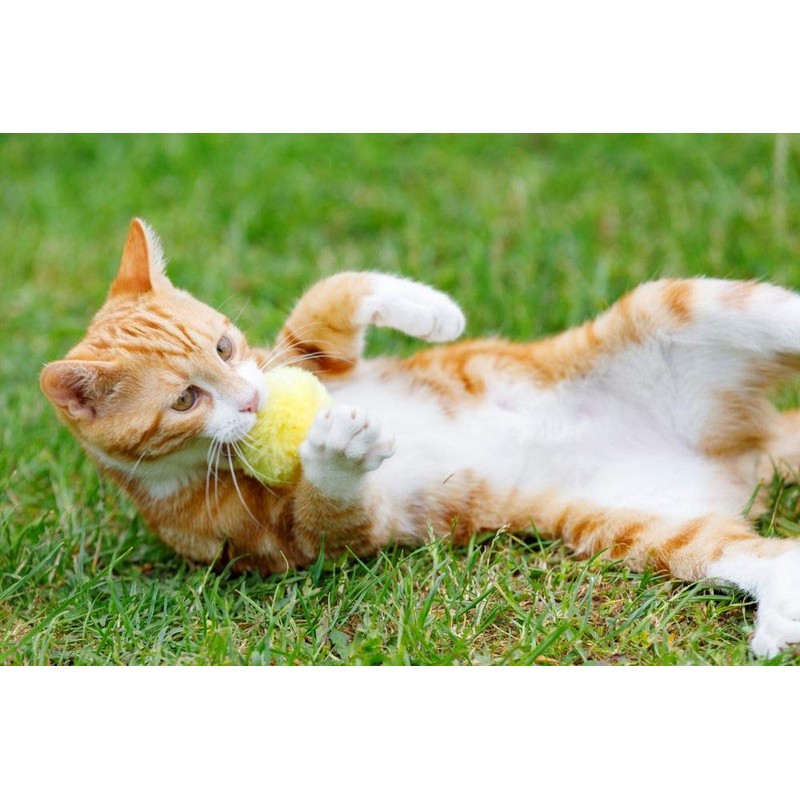 Petface (Little Petface) Pom Poms with Catnip Kitten Cat Toy