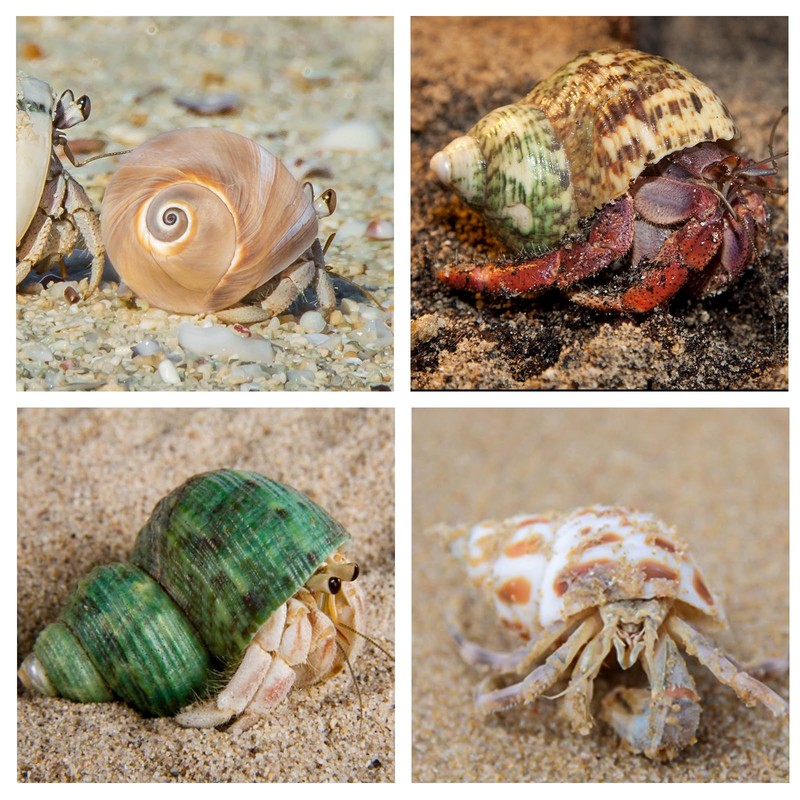SKOOLOVE Hermit Crab Casing, Natural Sea Shell Size 5.2-7 cm,