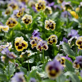Outsidepride 100 Seeds Viola Pansy Frizzle Sizzle Yellow/Blue Swirl Flower Seeds for Planting