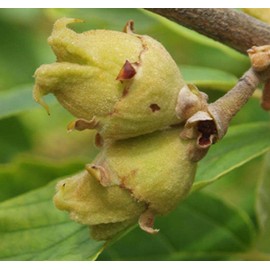 Hamamelis vernalis (Vernal Witchazel) Tree Seed, Fragrant Yellow, Orange-red Four-petaled, Narrow, ribbonlike or straplike Flowers, You Choose The Quantity (1 Pack)