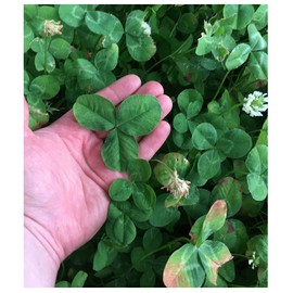 Crooked Bend Four Clover Combo Blend, 9.5LB EcoPack, Perennial Whitetail Deer Food Plot Seed, Attract Pheasant, Turkey, Dove, Waterfowl, Rabbit & Wildlife, For Growing Ground Cover & Hunting Foodplots