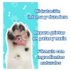 Bálsamo Hidratante Y Restaurador Para Perros Bella Pet 250gr