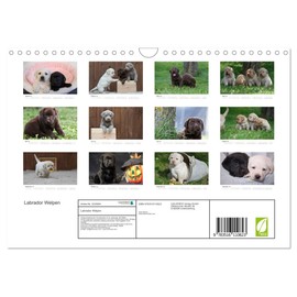 Labrador Welpen (Wandkalender 2026 DIN A4 quer), CALVENDO Monatskalender: Ein ganzes Jahr voller Labrador Welpen (CALVENDO Tiere)