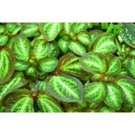 Sonerila species White Galaxy, Rare Terrarium plant, Melastome, Rare plant