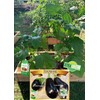 XtraGrow Plant Food
