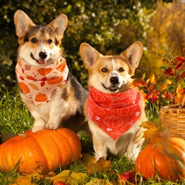 Abbylike 50 Pcs Fall Dog Bandanas Bulk Pumpkin Bandanas for Dogs Triangle Kerchief Bibs Scarf for Small Medium Large Pets Autumn Thanksgiving Costume Accessories, 25 Styles (25.6 x 17.7 x 17.7 Inch)