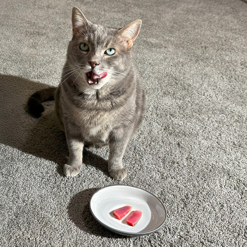 SPOT Two Tone Gray Oval Cat Food Dish - Ceramic