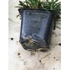 Dwarf Mondo Grass (Ophiopogon japonicus 'Nana') 18 Count Flat, 3.5"
