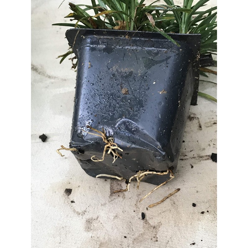 Dwarf Mondo Grass (Ophiopogon japonicus 'Nana') 18 Count Flat, 3.5"