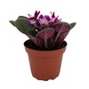 Novelty African Violet - 4" Pot - Best Blooming Plant