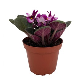 Novelty African Violet - 4" Pot - Best Blooming Plant