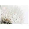 Reinders Dandelion/White Poster – 91.5 x 61cms (36 x 24