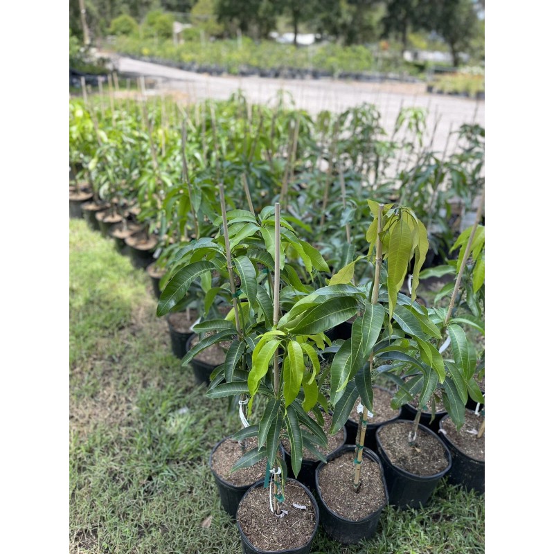 Tree VALENCIA PRIDE MANGO TREE GRAFTED (3-4 Feet Tall)