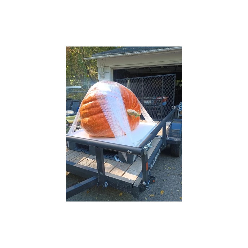 seeds Giant Pumpkin Seeds 2024! Incredible Color And Shape! Howard