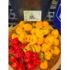 Carolina REAPER Super HOT Pepper Seeds Unique Creek Homestead Certified