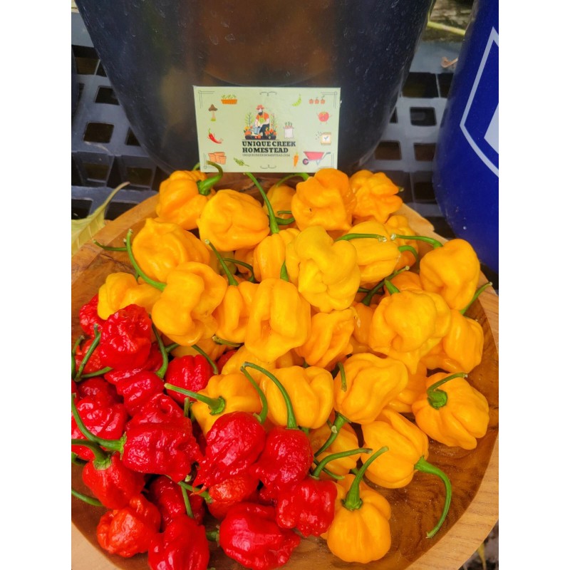 Carolina REAPER Super HOT Pepper Seeds Unique Creek Homestead Certified
