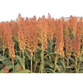 Little Seed Store 1 LB+ROX ORANGE Sweet SORGHUM Seeds Organic Sugar Native Waconia Natural Syrup