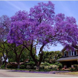 25 Blue Jacaranda Tree Seeds Purple Jacaranda Mimisifolia Flower Seeds