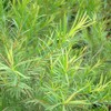 Neal's Yard Remedies Essential Oil, Tea Tree, Organic, Single Item,
