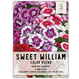 Seed Needs, Mixed Sweet William Seeds - 2,000 Heirloom Seeds for Planting Dianthus barbatus - Colorful Annuals, Attracts Bumblebees, Butterflies & Other Pollinators (1 Pack)