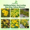 Outsidepride Dahlberg Daisy Seeds for Planting – 10000 Pcs Annual,