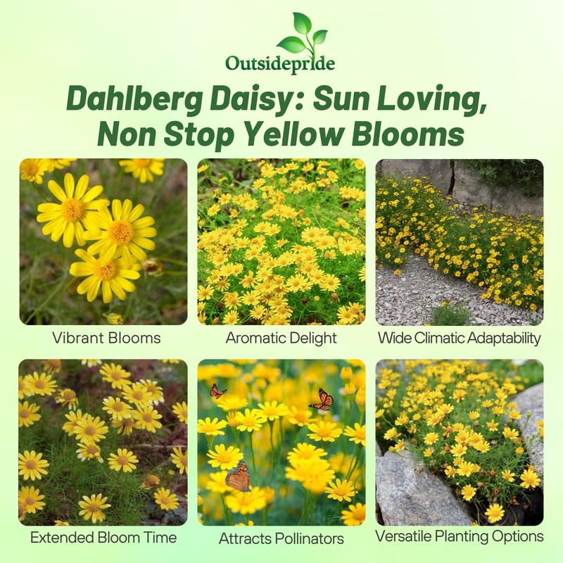 Outsidepride Dahlberg Daisy Seeds for Planting – 10000 Pcs Annual,