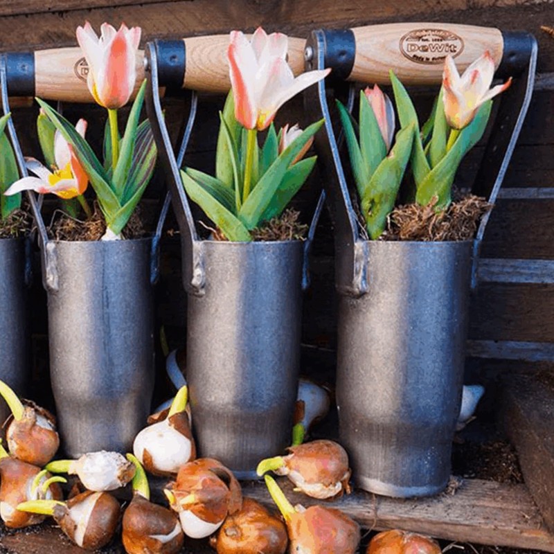 DeWit Bulb Planter with Short Handle