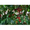 CZ Grain Jamaican Cherry Tree Seeds 30 Seeds