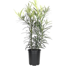 Podocarpus Macrophyllus | 3 Live 4 Inch Pots | Japanese Yew | Low Maintenance Evergreen Privacy Hedge Plants