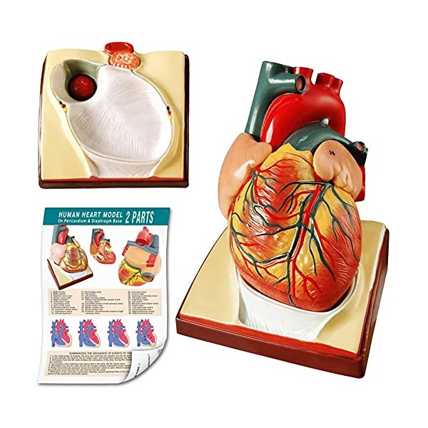 2022 Latest Design Life-Size Human Heart Model, 2-Piece 1:1 Anatomical