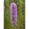 Gayfeather Seeds - Liatris Seeds, 500 Seeds, Blazing Star Plant,