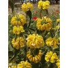 Buy Rare Seeds Phlomis fruticosa | Shrubby Jerusalem Sage |
