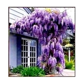 Beautiful Purple Wisteria Vine Seeds - See Our Store for Over 900 Items!