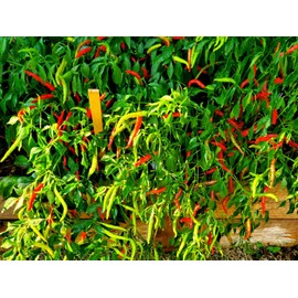 home grown Thai Chilli Super 30+ HEIRLOOM Seeds Very High Yield, 100% Organic, Grown is USA