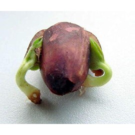 Gmelina arborea 10 Seeds Tropical Snapdragon Tree White Teak Zone 9+ Each Seed can Produce 2 Plants Container or Standard