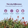 Lily Of The Desert Gel Aloe Vera, 32 oz
