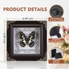 Real Butterfly Framed Handmade, Real Butterfly Specimen Shadow Box Collection,