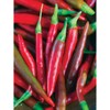 200 Thai Chili Pepper Seeds, Non GMO, USDA Certified Organic,
