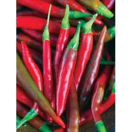 200 Thai Chili Pepper Seeds, Non GMO, USDA Certified Organic, Produce of USA