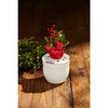 Mud Pie Cardinal Pot Vase, 8 1/4" x 5 1/4"
