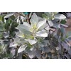 American Plant Exchange Live Silver Buttonwood Plant, Plant Pot for