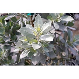 American Plant Exchange Live Silver Buttonwood Plant, Plant Pot for Home and Garden Decor, 10" Pot