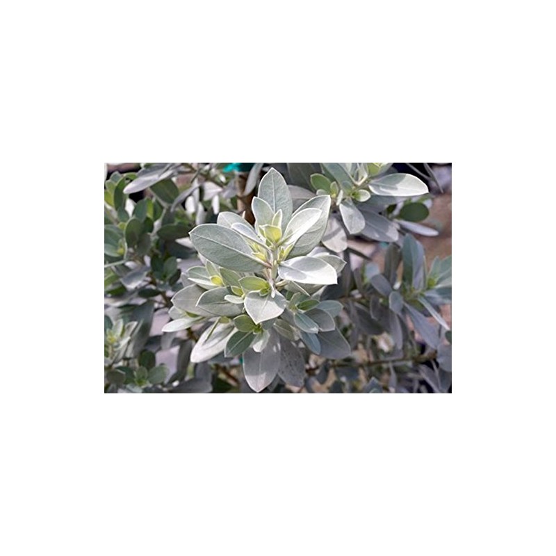 American Plant Exchange Live Silver Buttonwood Plant, Plant Pot for