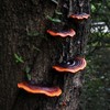 Mini Reishi Mushroom Wall Shelves, Premium Simulation Mushroom Shelf Decoration