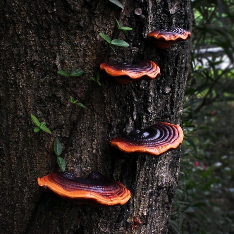 Mini Reishi Mushroom Wall Shelves, Premium Simulation Mushroom Shelf Decoration