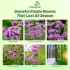 Outsidepride Purpletop Verbena Seeds for Planting - 5000 Pcs. Annual,